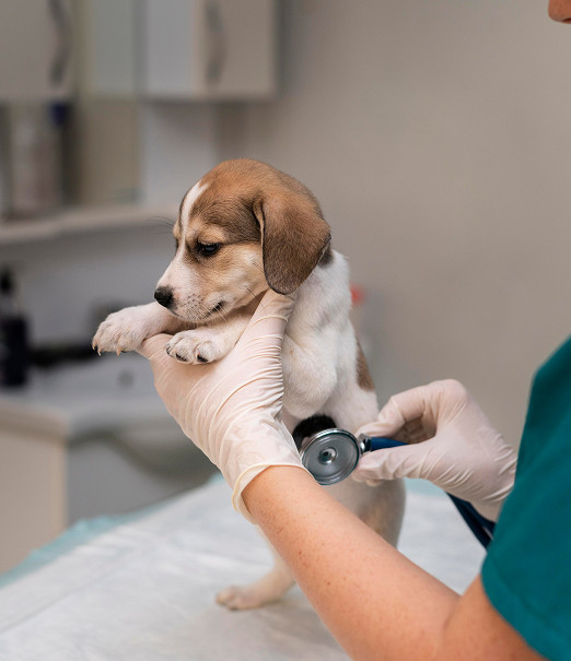 Vivofácil | Servicio de paseo y cuidado de mascotas