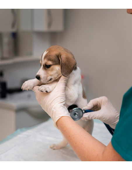 Vivofácil | Servicio de paseo y cuidado de mascotas