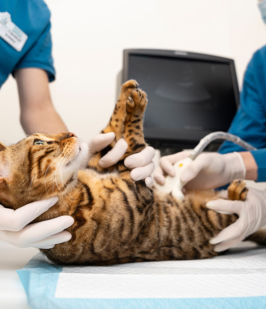 Vivofácil | Servicio de paseo y cuidado de mascotas