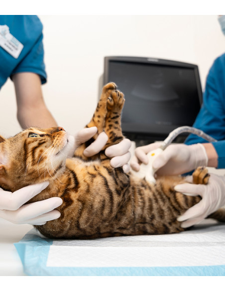 Vivofácil | Servicio de paseo y cuidado de mascotas